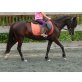 Kocko, Welsh Pony - Stute