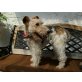 Kocos (Kokosch), Foxterrier Drahthaar Huendin,tricolor - Hündin