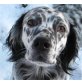 Kody, English Setter - Rüde