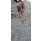 Kody, Kody auf Pflegestelle in 65510 Idstein - Rüde