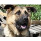 Kody, Leonberger-Schäfer-Mischling - Rüde