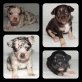 Kody,Linus,Levi,May, Chihuahua kurzhaariger Schlag Welpen - Rüde