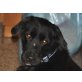 KÖRMI, Flat Coated Retriever - Hündin