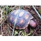 Köhlerschildkröten