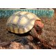 Köhlerschildkröten