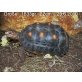 Köhlerschildkröten