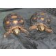 Köhlerschildkröten