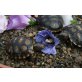 Köhlerschildkröten - weiblich