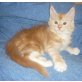 König der Löwen Wurf, Maine Coon - Kater