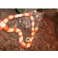 Königsnatter