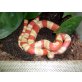 Königsnatter