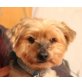 Kofi, Yorkshire Terrier - Rüde