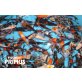 Koi