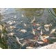 Koi