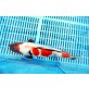 Koi