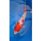 Koi