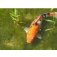 Koi