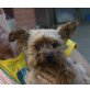 Koki, Yorkshire Terrier - Rüde
