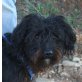 Koko, Pudel Schnauzer Mix - Rüde