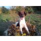 Koko, freundicher Foxterrier-Collie Mischling - Rüde
