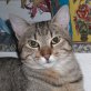 Koko, silbergrauer - Kater