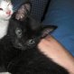 Kol, Europäische Kurzhaarkatze - Kater