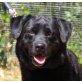 Koldo, Labrador Retriever - Rüde