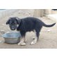 Koldo, Schäferhund Collie Mix - Rüde