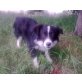 Koli, Border Collie, - Rüde