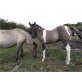Konik - Hengst