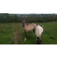Konik / Reitpony - Stute