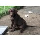 Konny, Labrador Retriever Welpen - Hündin