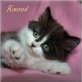 Konrad, Britisch Langhaar - Kater
