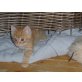 Konrad, Hauskatzen - Kater