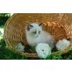 Konstantin, Ragdoll - Kater