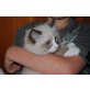 Konstantin, Ragdoll - Kater