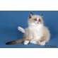 Konstantin, Ragdoll - Kater