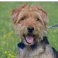 Kony,angenehmer und liebenswerter Hund, Kleiner Mischling - Rüde