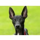 Kooper, Galgo Español Welpen - Rüde