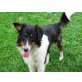 Koos, Bordercollie-Mix - Rüde