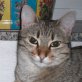 Kora, silbergraue - Katze