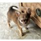 Korus Sierra Madre, Chihuahua langhaariger Schlag Welpen - Rüde