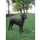 Kosma, Labrador Retriever - Hündin