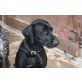 Kosma, Labrador Retriever - Hündin