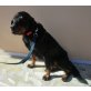 Kosmas, Rottimix sucht Zuhause - Rüde