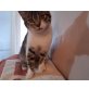 Kosmo, Mix - Kater