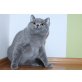 Kosmos, Britisch Kurzhaarkatze - Kater