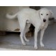 Kostas, braucht geduldige Menschen, Labrador Retriever Mischling - Rüde