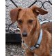 Kottan 2, Dackel-Pinscher-Mischling - Rüde