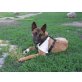 Kottan 3, Malinois - Rüde